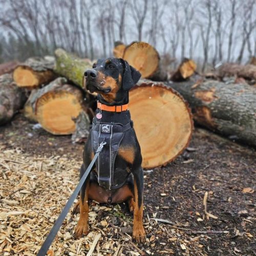 doberman dog sitting in front of wood logs
